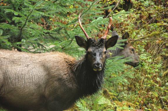 Cara a cara com um Elk na Hoh Forest, uma das mais úmidas do mundo, no Olympic National Park, no estado de Washington, oeste dos Estados Unidos